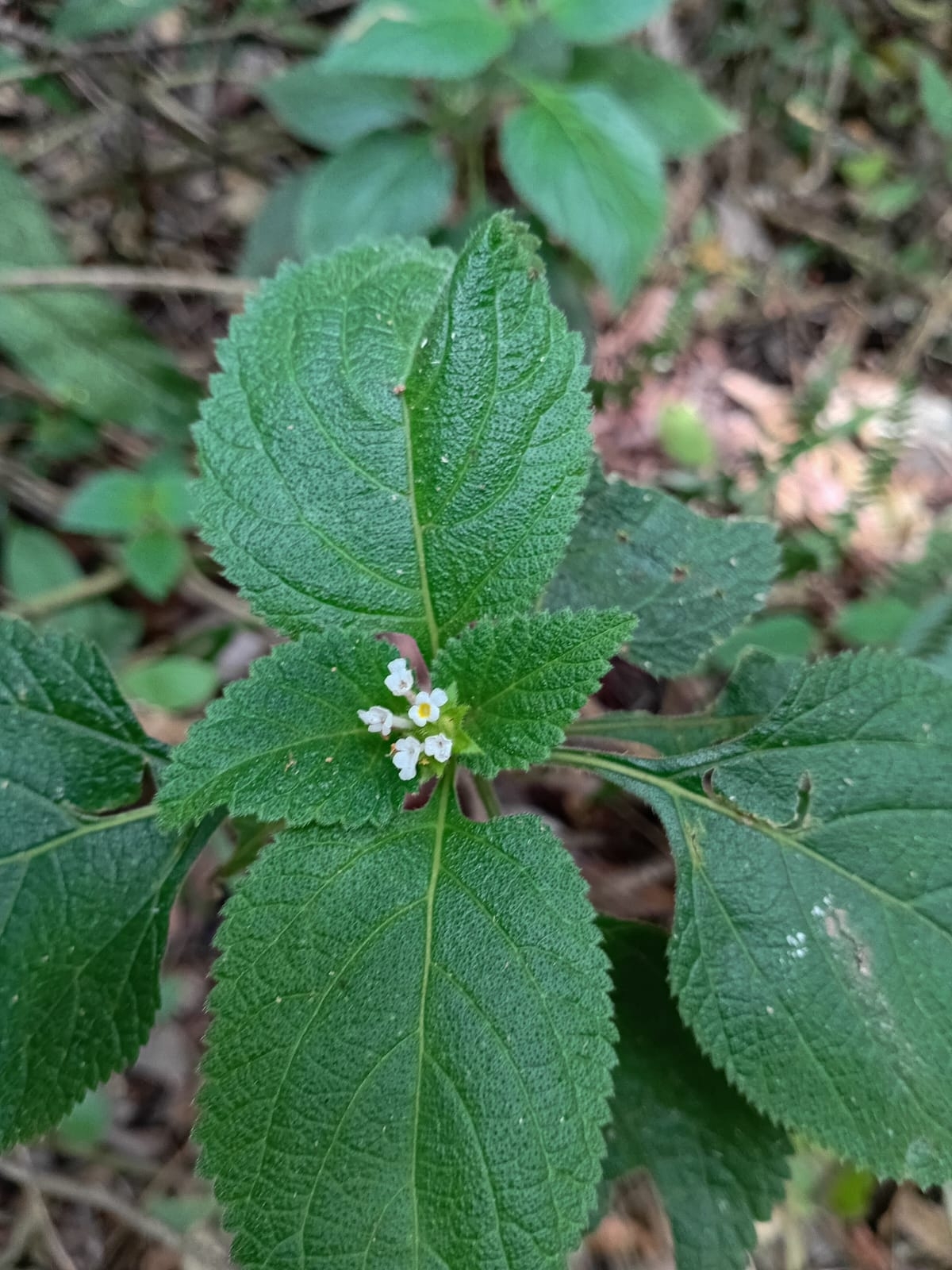 Lantana hirta