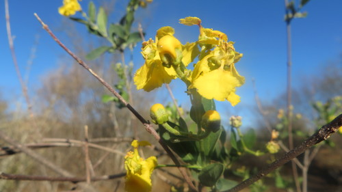 Yellow Butterfly Vine