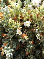 Nolana crassulifolia