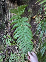 Dryopteris aitoniana, photograph (c) Sam J. Thomas, some rights reserved (CC BY)