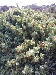 Nolana crassulifolia