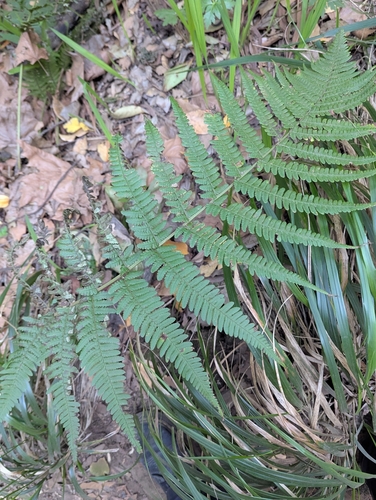 Dryopteris aitoniana, photograph 1
