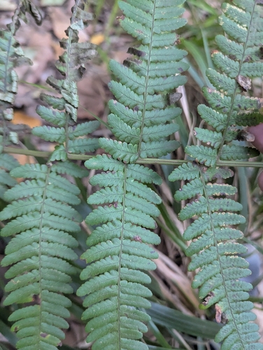 Dryopteris aitoniana, photograph 2