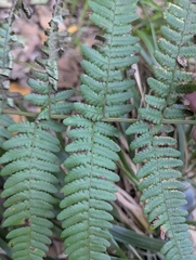 Dryopteris aitoniana, photograph (c) Sam J. Thomas, some rights reserved (CC BY)