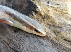 Plestiodon callicephalus