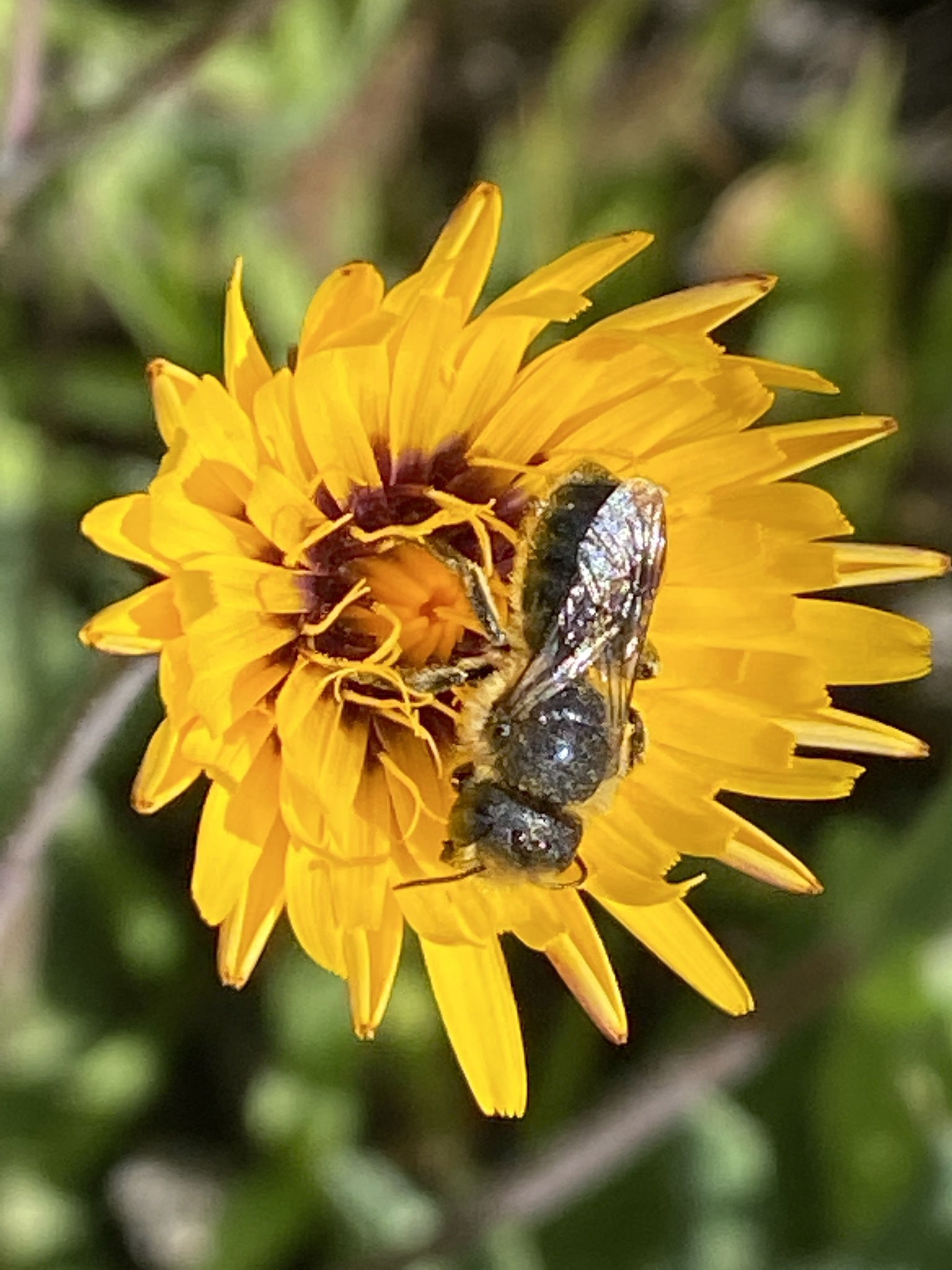 Osmia latreillei