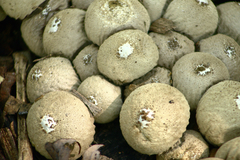 Lycoperdon molle