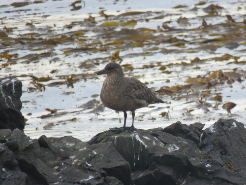 Chilean Skua (Stercorarius chilensis), photo 6