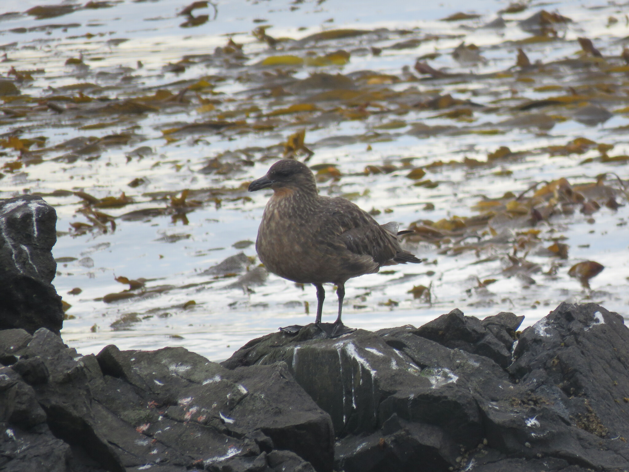 Chilean Skua (Stercorarius chilensis), photo 6