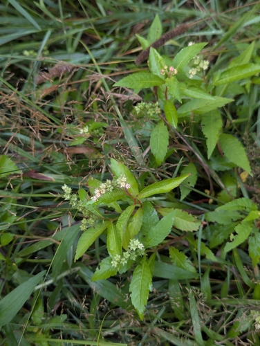 ditch stonecrop (Penthorum sedoides)