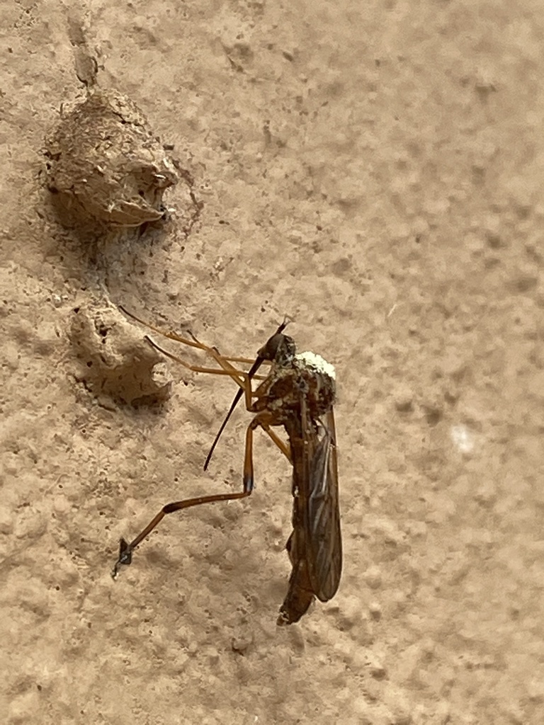 Lampromyia hemmingseni