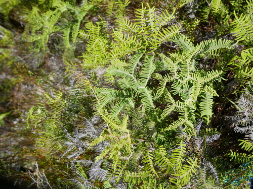 Gleichenia inclusisora (Gleichenia inclusisora)