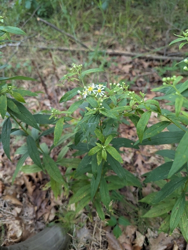 Parasol Whitetop (Doellingeria umbellata)