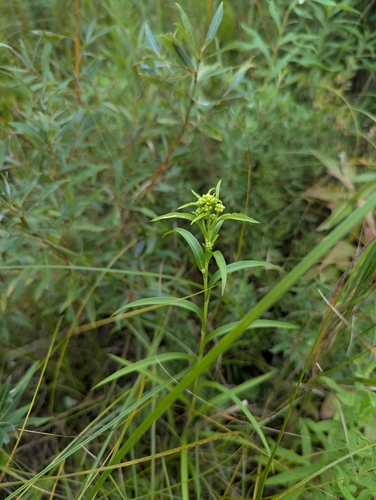 Riddell's goldenrod (Solidago riddellii)