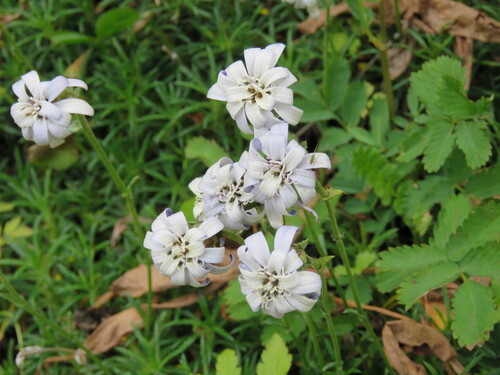 Falkland Lavender (Perezia recurvata)