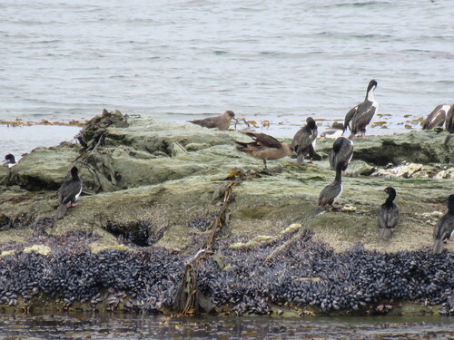 Chilean Skua (Stercorarius chilensis), photo 7