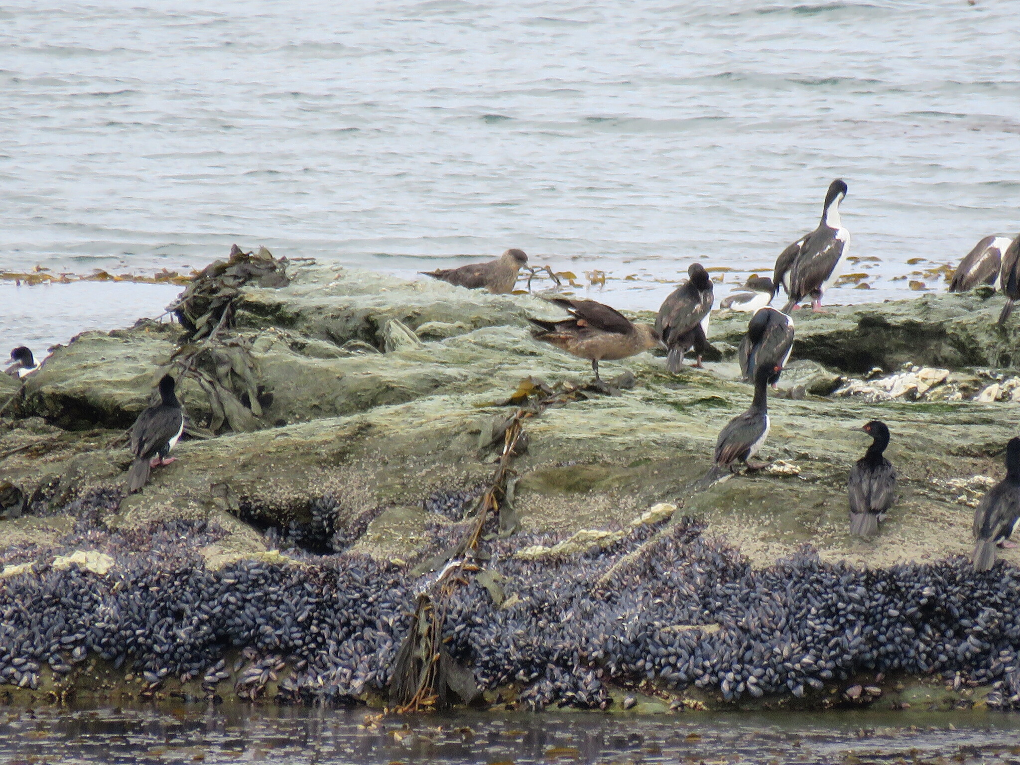 Chilean Skua (Stercorarius chilensis), photo 7