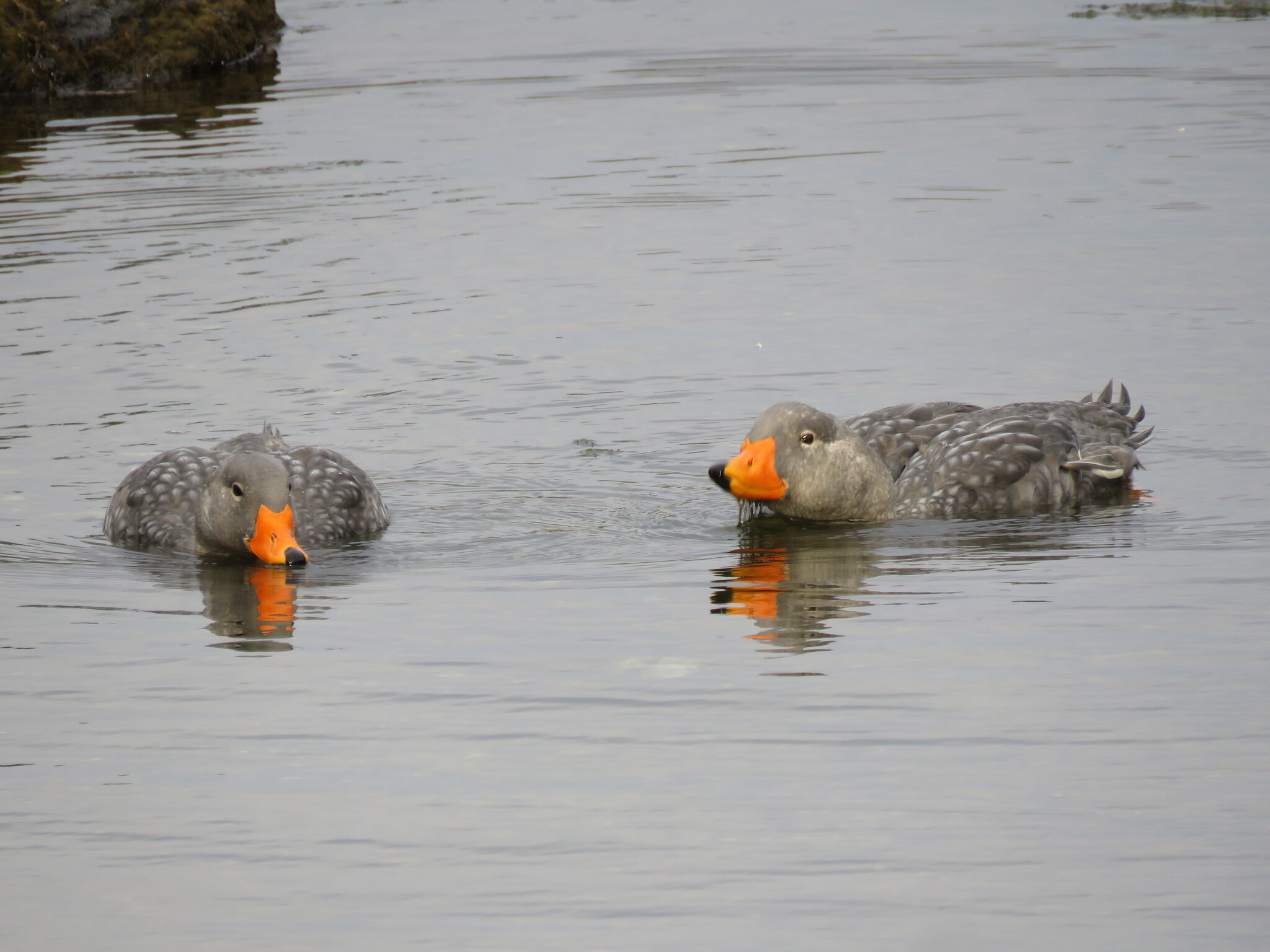 Fuegian Steamer Duck (Tachyeres pteneres), photo 10