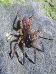 Segestria senoculata