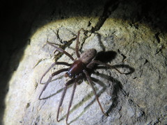 Segestria florentina
