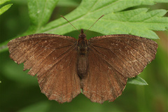 Panyapedaliodes drymaea