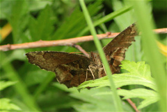 Panyapedaliodes drymaea