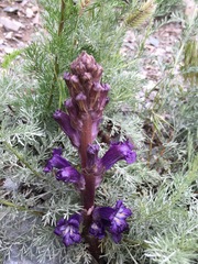 Orobanche amoena