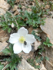 Eriocapitella rupicola, photograph (c) Ramnarayan K, some rights reserved (CC BY)