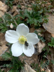Eriocapitella rupicola