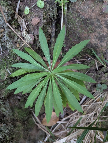 Canary Islands wallflower (Erysimum bicolor)