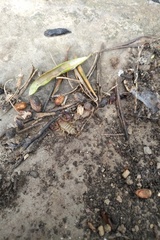 Euscorpius balearicus