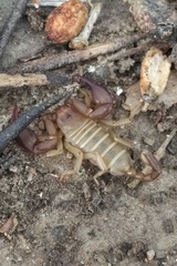 Euscorpius balearicus
