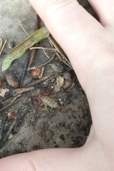 Euscorpius balearicus