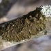 Abraded Camouflage Lichen - Photo (c) psweet, some rights reserved (CC BY-SA), uploaded by psweet