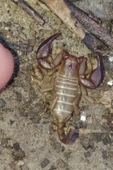 Euscorpius balearicus