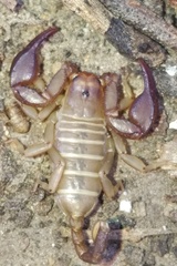 Euscorpius balearicus