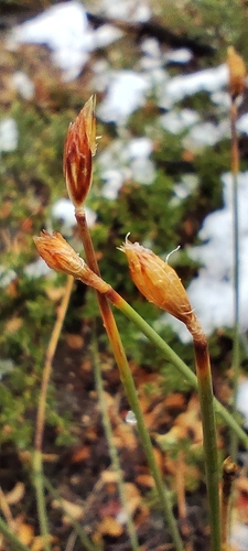 Carex aphylla (Carex aphylla)