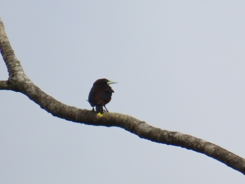 Chestnut-headed Oropendola (Psarocolius wagleri), photo 8