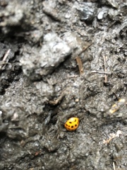 Harmonia axyridis