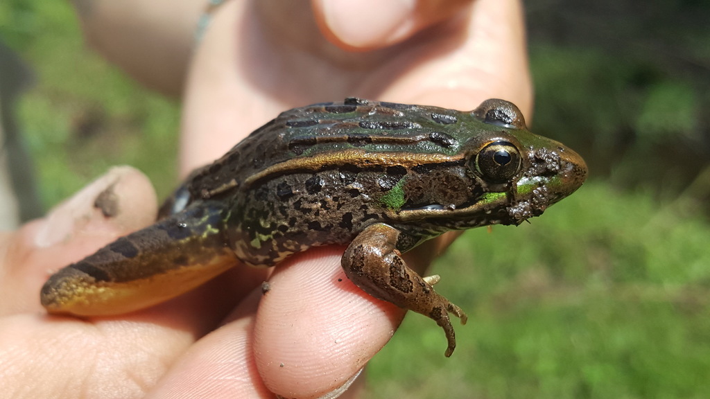 Transverse Volcanic Leopard Frog
