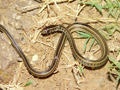 Fronted Ground Snake