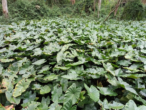 Colocasia fontanesii