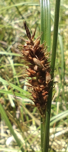 Blood beak sedge (Carex aematorhyncha)