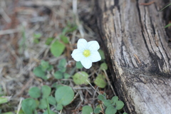 Nierembergia calycina