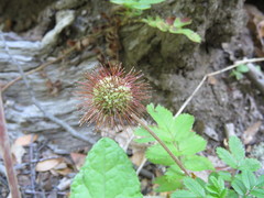 Acaena ovalifolia