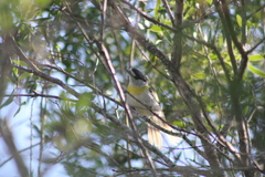 Pachyramphus viridis