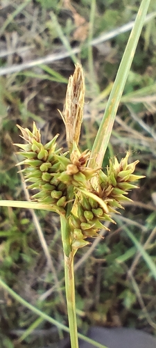 Dusky sedge (Carex fuscula)