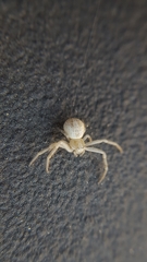 Arachnida