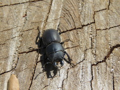 Apterodorcus bacchus