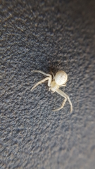 Arachnida